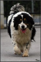 /album/tornjaci/untitled-bmpb3-jpg1/