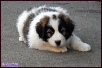 /album/tornjaci/magia4-jpg/