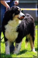 /album/tornjaci/img-0353-jpg/