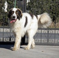 /album/tornjaci/a180073-187660884600723-544686-n-jpg/