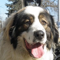 /album/tornjaci/a167571-187660701267408-4824656-n-jpg/