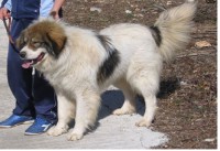 /album/a/panter-jpg/