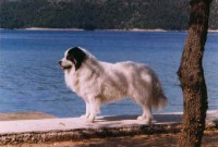 /album/tornjaci1/tornjak-steh-jpg/