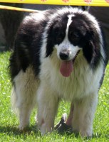 /album/tornjaci1/gord-jpg3/