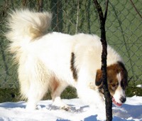 /album/tornjaci1/vita-jpg/