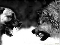 /album/fotogalerie-povaha/eec1c4de3d-87367496-o2-jpg/