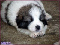 /album/stenata/a531201-445249638841845-295118802-n-jpg/