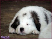 /album/stenata/a523832-445249675508508-1711681715-n-jpg/