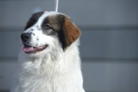 /album/fotogalerie-electra-boss-tor/dsc-5544-jpg/