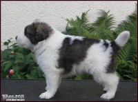 /album/vulcan-boss-tor/a26-dnu1-jpg1/