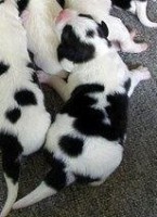 /album/vulcan-boss-tor/k-jpg/