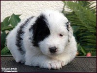 /album/stenata/vanessa-jpg1/