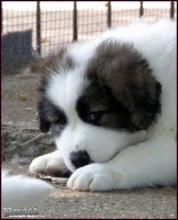 /album/vulcan-boss-tor/v1-jpg/