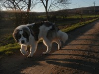 /album/vulcan-boss-tor/pc271070-jpg1/