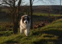 /album/vulcan-boss-tor/pc271084-jpg/