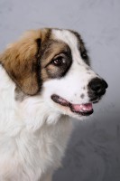 /album/vulcan-boss-tor/dsc-6045-jpg/