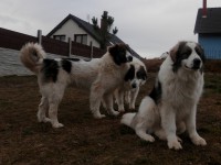 /album/vulcan-boss-tor/pc261001-jpg1/